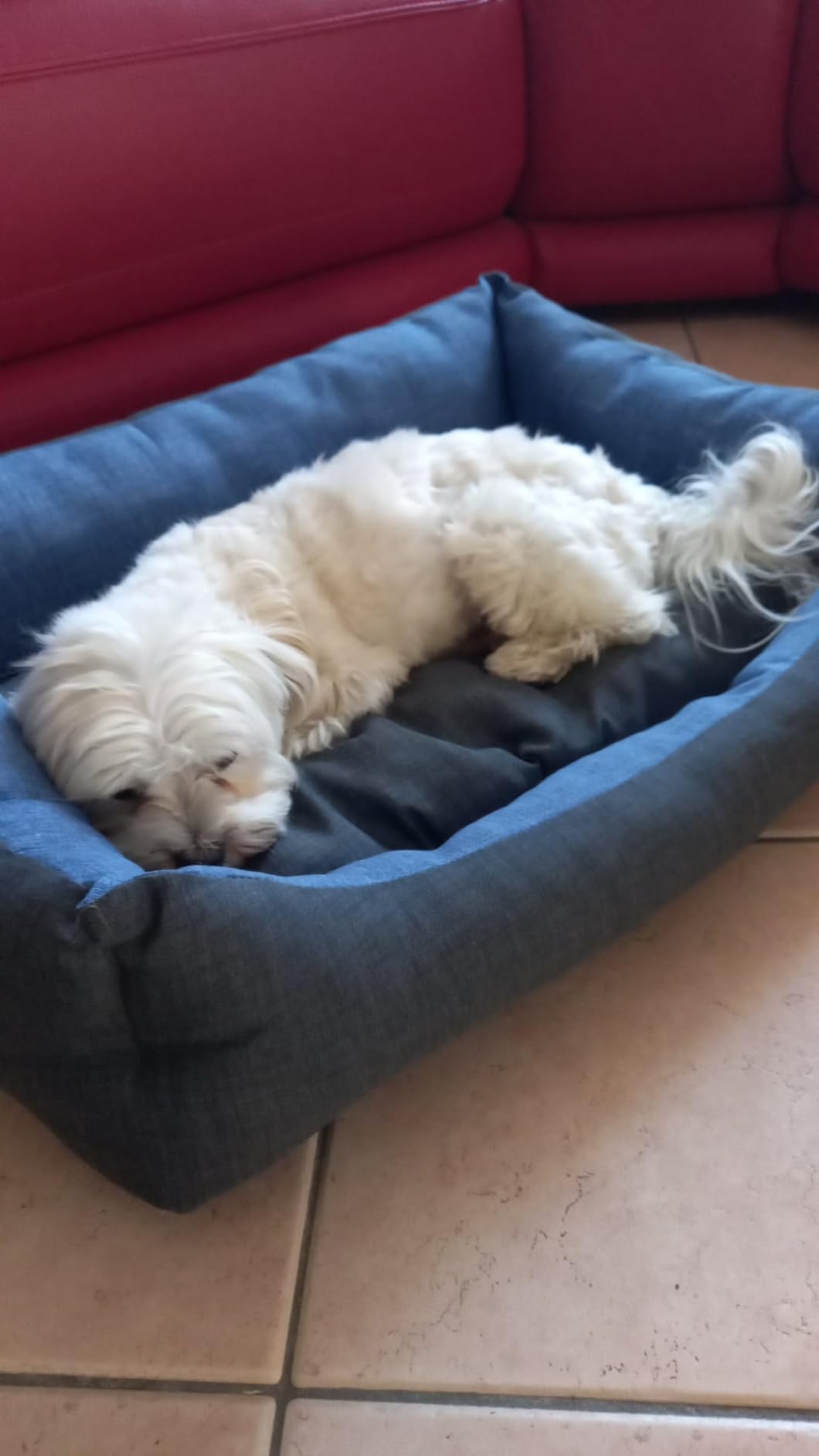 Baroni Home cuccia cane rettangolare grigio blu 60x70 cm