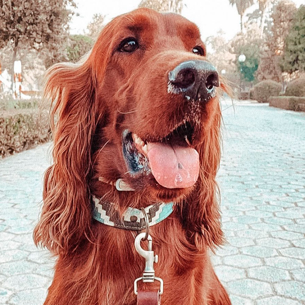 PetPlus Luxury Tana collare cane in pelle