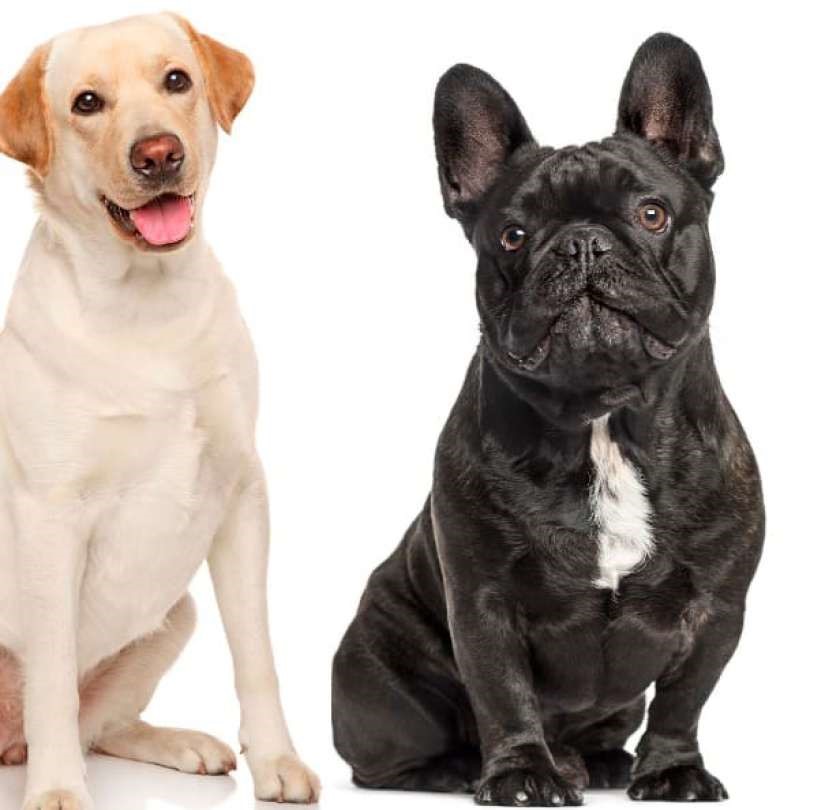 PetPlus Dental Stick Classic snack cane medi e grandi