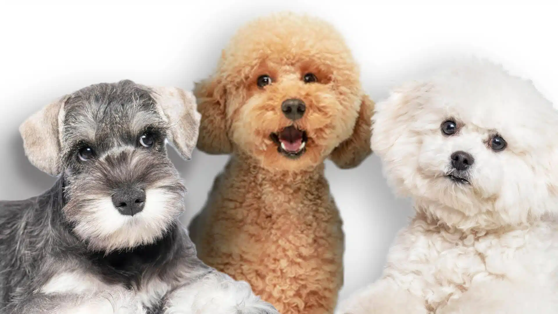 PetPlus Dental Stick Classic snack cani piccoli dentale