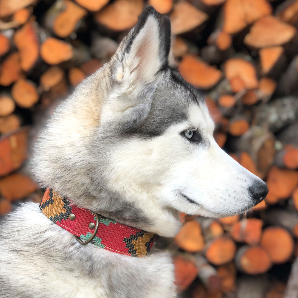 PetPlus Luxury Pongo collare cane in pelle fatto a mano
