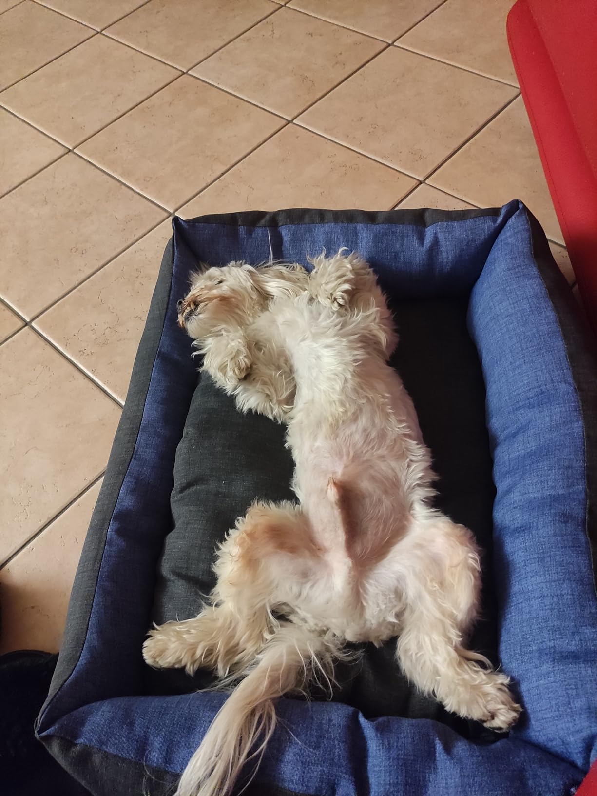 Baroni Home cuccia cane rettangolare grigio blu 60x70 cm