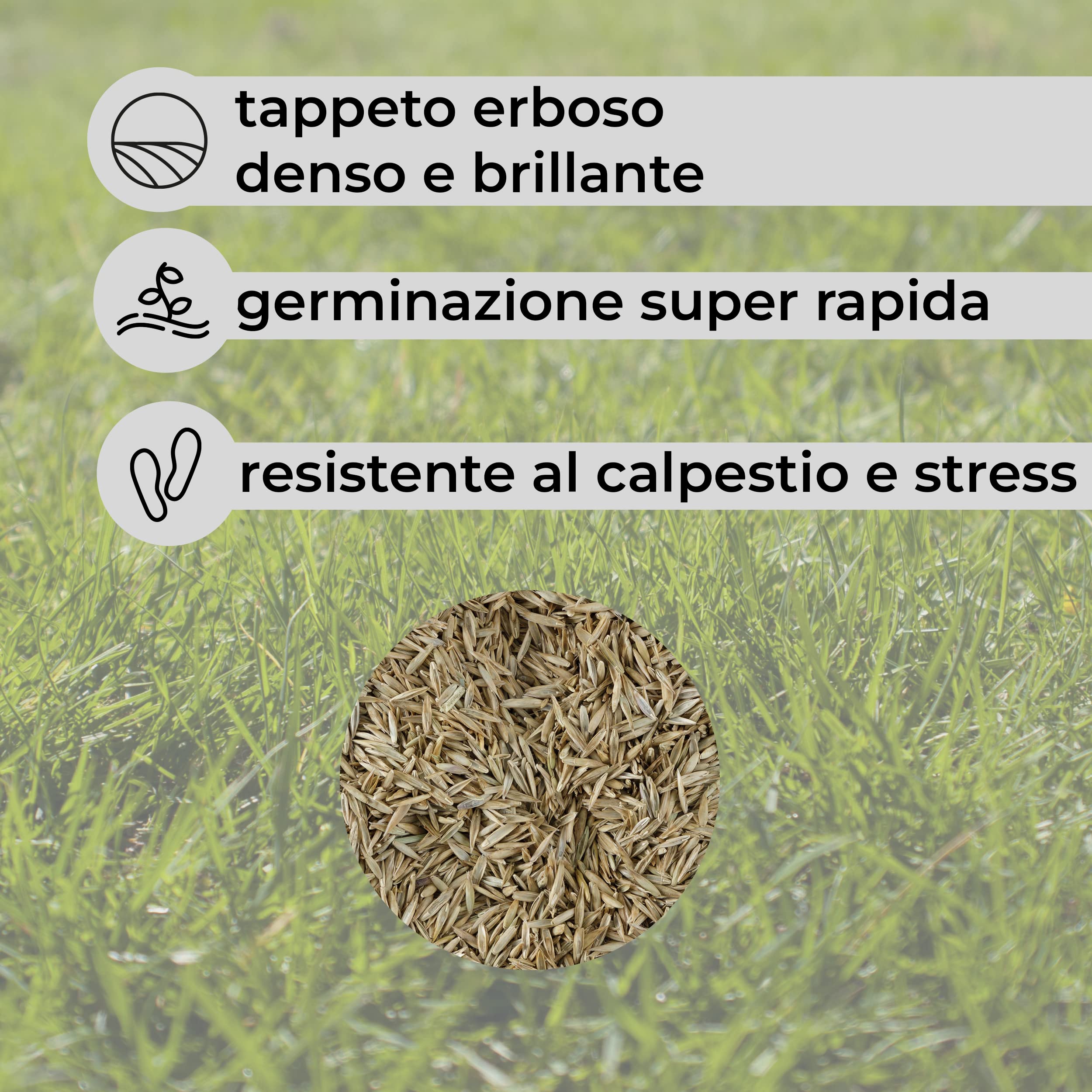 Baroni Semi Prato Ornamentale 40 Mq Alta Germinabilità